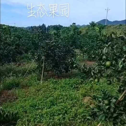 蓬安县果园