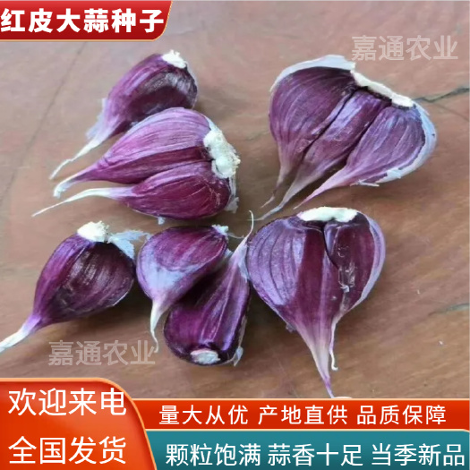 大蒜种子 蒜苗种子,四季红根蒜苗种子,免费提供技术