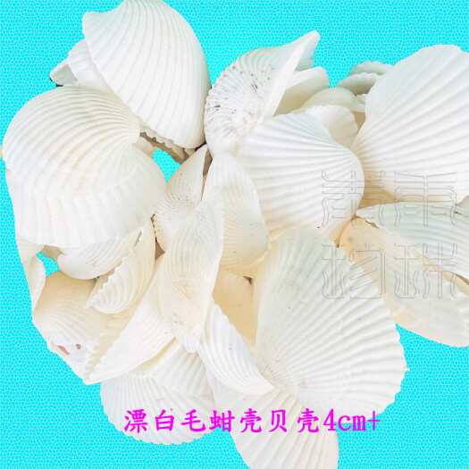 北海漂白瓦楞子壳 毛蚶壳 血蚶壳 槟榔灰原料壳