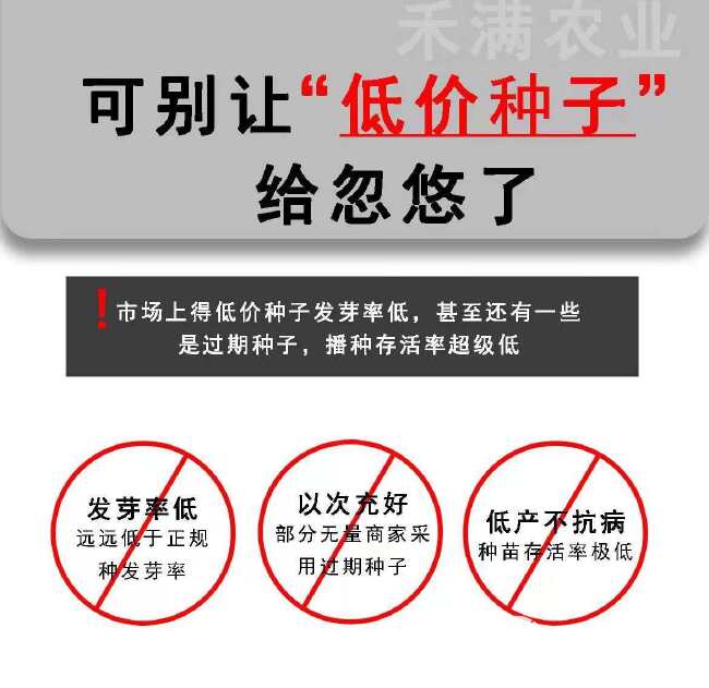 金银双色优质水果玉米种子清科甜个头大甜嫩可口审定品种秋季种植