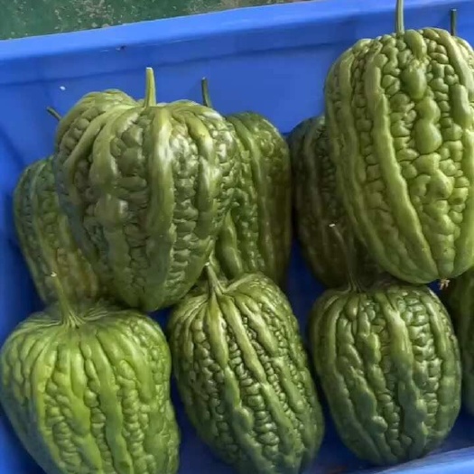 大顶苦瓜时价 标价是参考 有涨有跌