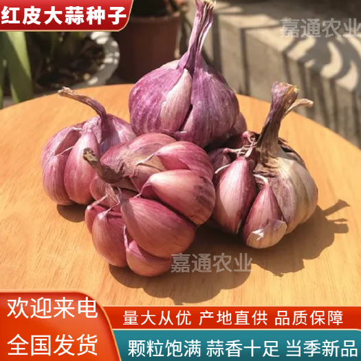 優(yōu)質(zhì)金鄉(xiāng)大蒜種子。太空。大青稞。臨清辮子蒜，蒜黃，大蒜