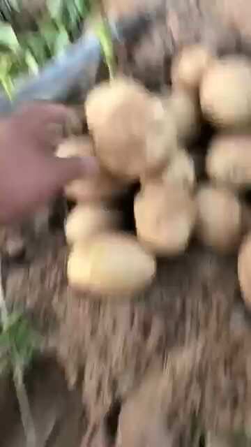 古浪县甘肃土豆沃土