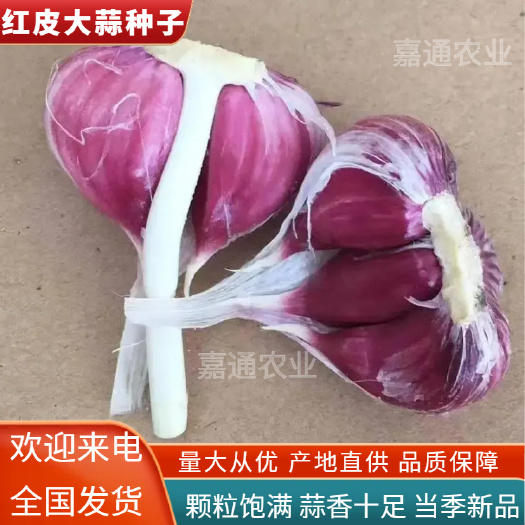 金鄉(xiāng)優(yōu)質(zhì)。紅皮大蒜種子，蒜苗種子。大青顆蒜種。