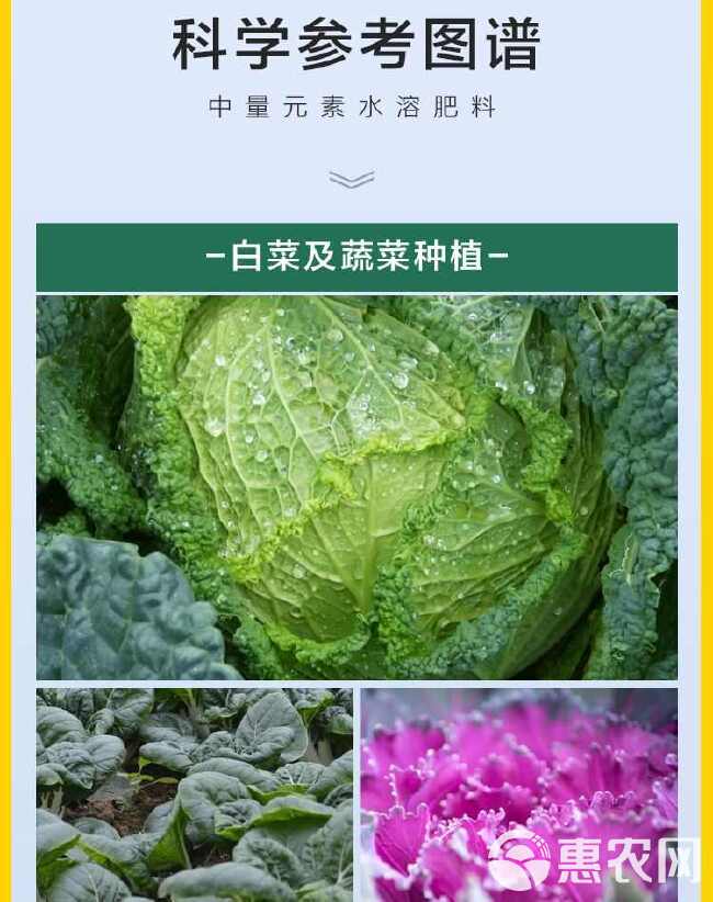 白菜甘蓝防腐包心剂生长剂防病速长剂椰菜花菜专用叶面肥料