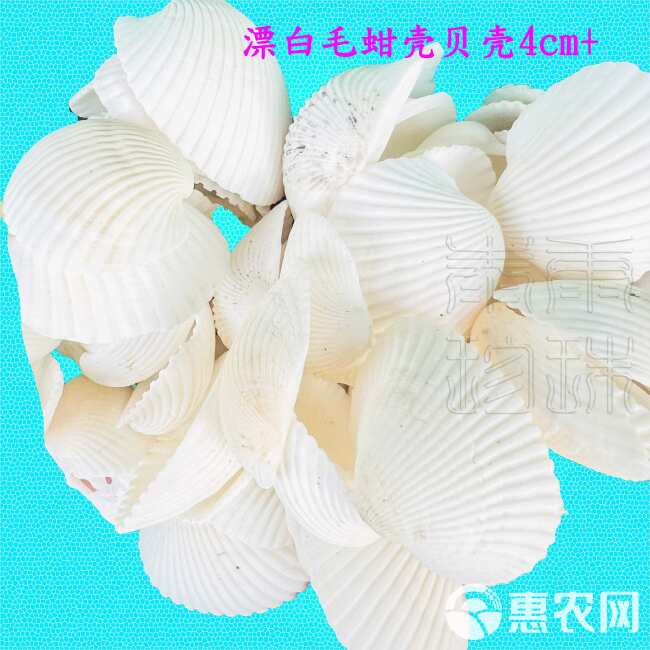 漂白瓦楞子壳 毛蚶壳 血蚶壳 槟榔灰原料壳