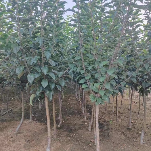 山东苹果树苗红富士粗度2公分以上各种品种规格基地直发
