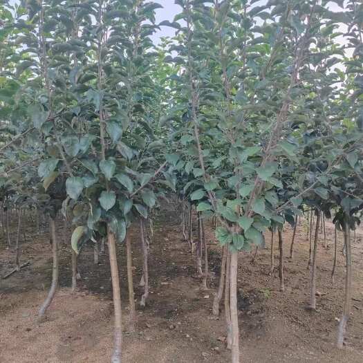 山东苹果树苗红富士粗度2公分以上各种品种规格基地直发