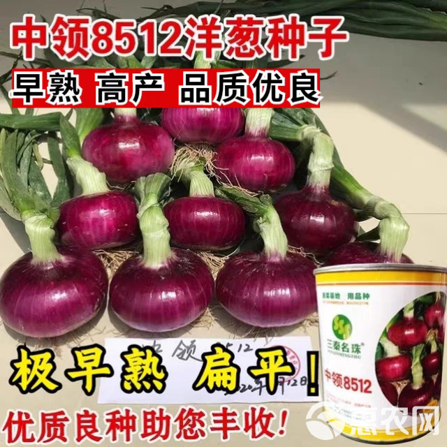 中领8512洋葱种子 早熟 紫皮扁圆型 抗病 耐运输