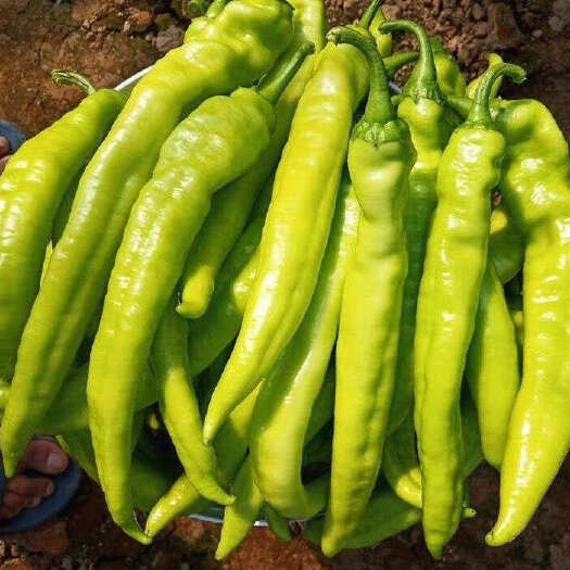 丰顺县大果黄皮尖椒苗 羊角椒 牛角椒 坐果能力强 顺直好 产量高