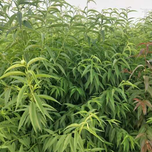 泰安山桃树苗高1米以上粗1公分各种规格基地直发