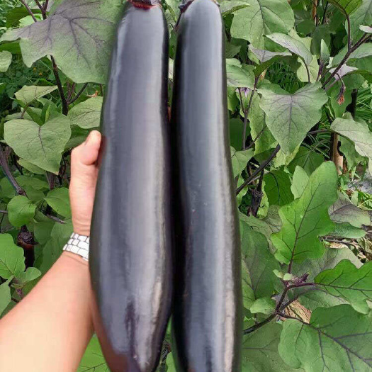 丰顺县中茄苗，长茄苗，烧烤茄苗，茄子嫁接苗，中茄嫁接苗，紫茄苗