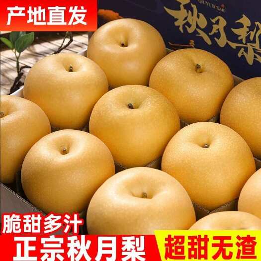 莱阳市正宗山东莱阳秋月梨现摘现发产地直发批发价一件代发
