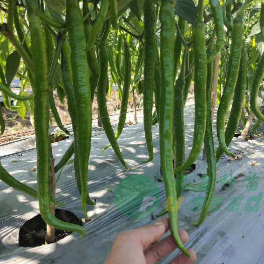 丰顺县辣椒苗线椒苗  三号 八号线椒苗 二荊条苗 蔬菜苗 高产
