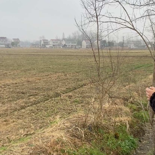 舒城有1100亩沙土地流转，村里一手合同，可种蔬菜中药材花生