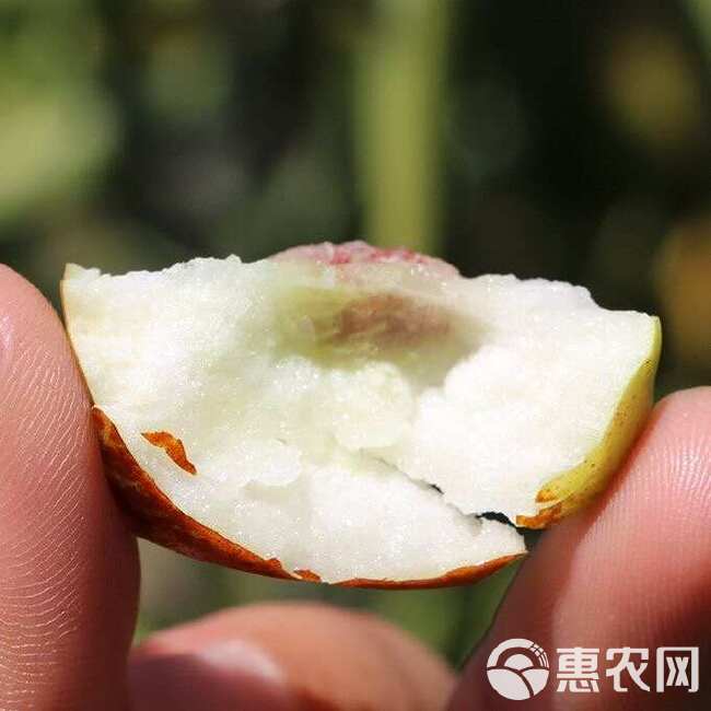 陕西大荔冬枣 新鲜应季水果现摘脆甜鲜枣脆枣青枣整箱批发，包邮