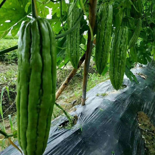 丰顺县油绿苦瓜苗，苦瓜苗，杂交苦瓜苗，各种苦瓜苗，苗场直供
