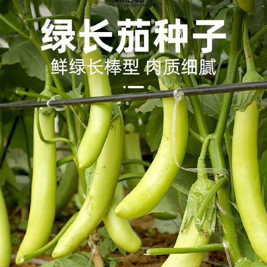 丰顺县绿茄子直根苗，茄子嫁接苗，苗场直供
