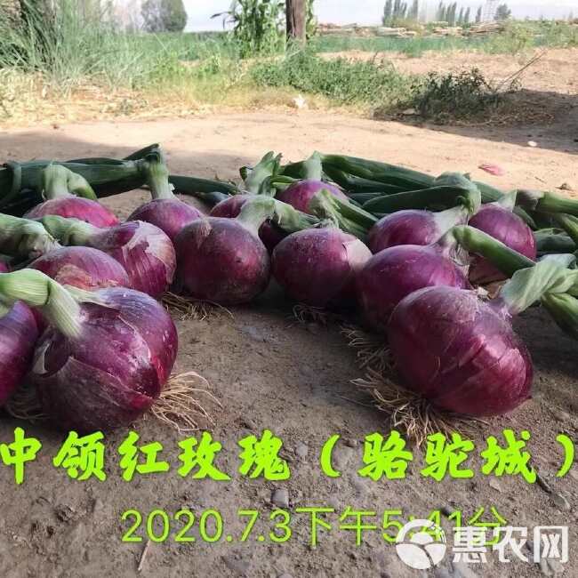 中领红玫瑰洋葱种子 中熟 紫红苹果型 抗病抗重茬 辣味少有甜