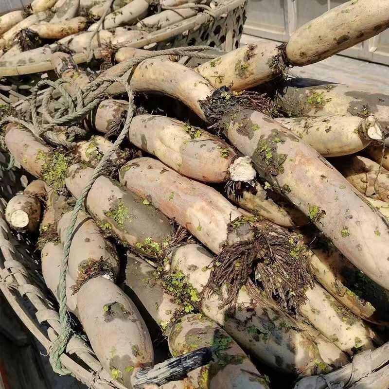 【产地直发】湖北洪湖煲汤莲藕、粉藕。支持一箱起批