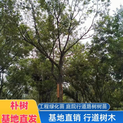 石林县朴树 树苗大树园林绿化工程苗木行道道路风景树丛生朴树基地直发
