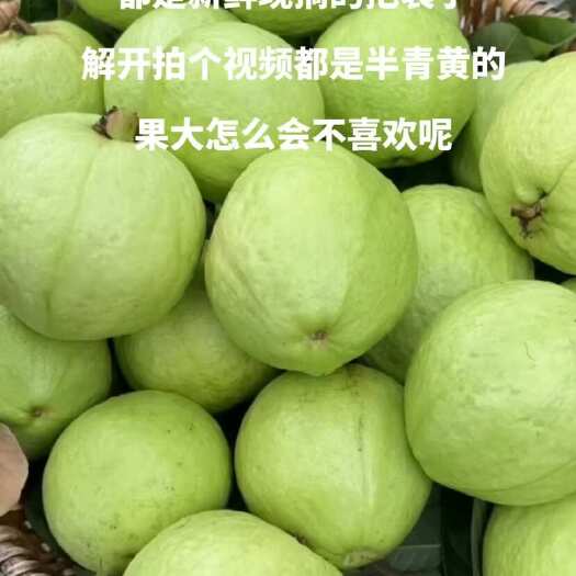 广州番石榴