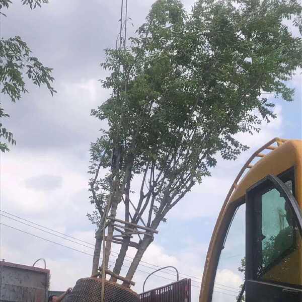 朴树树苗大树园林绿化工程苗木行道道路风景树丛生朴树