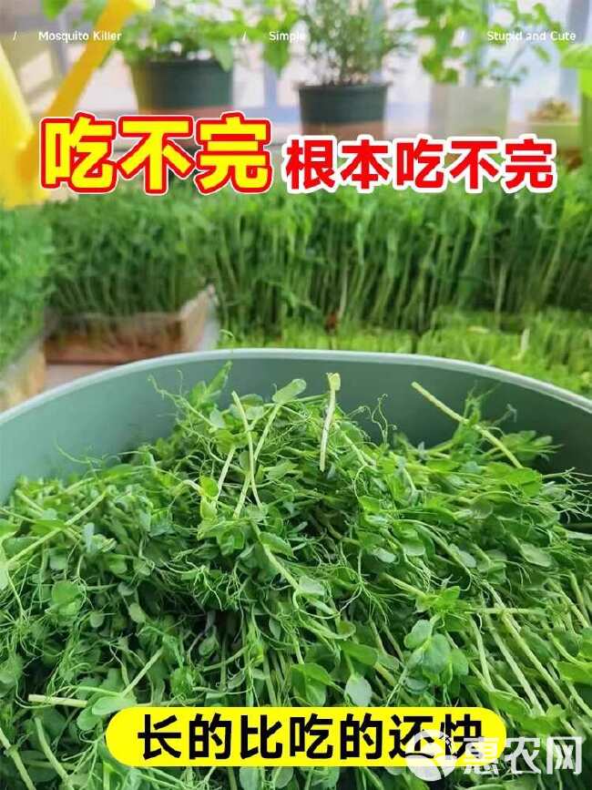 一品香尖豌豆尖种子 豌豆苗种子 耐寒抗病 叶大茎粗 清香鲜嫩