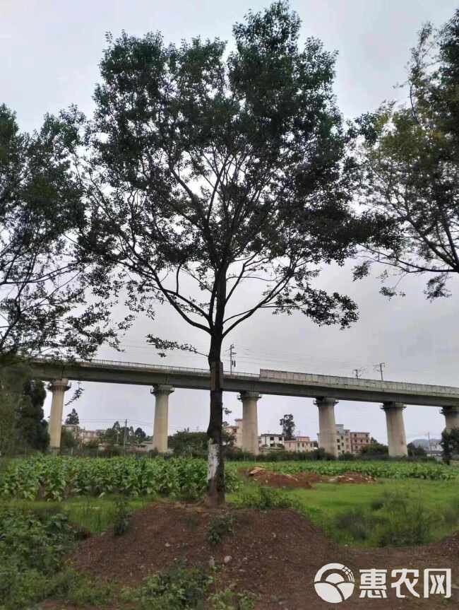 朴树树苗大树园林绿化工程苗木行道道路风景树丛生朴树