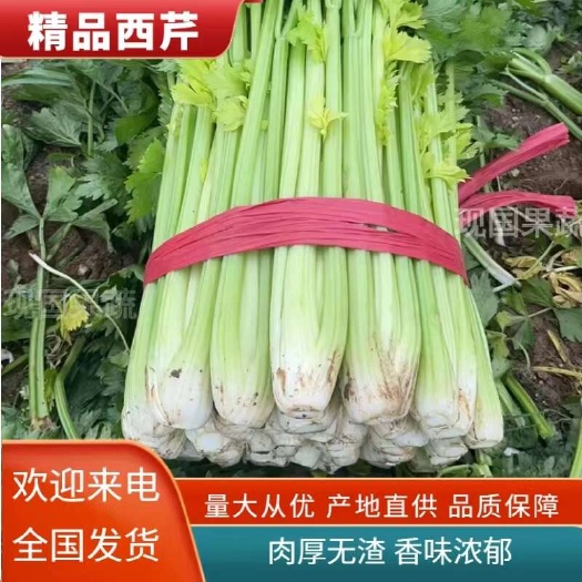 内黄县优质西芹，各种规格 质量好价格低，产地直发，一手货源。