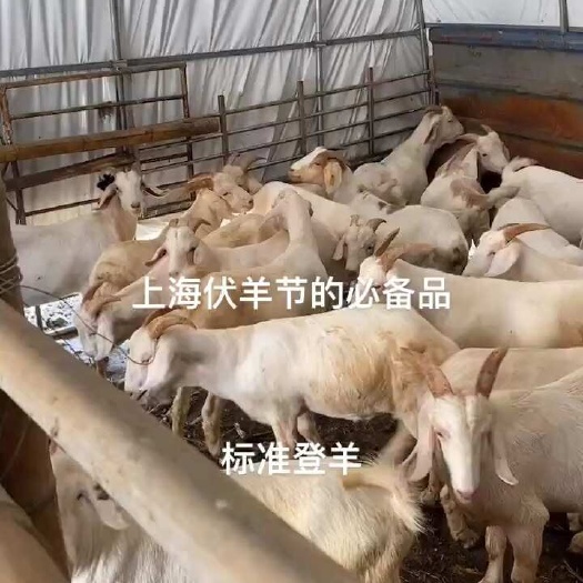 南通白山羊