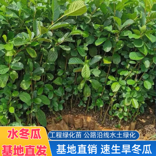 石林县云南乡土树种 速生旱冬瓜树苗 荒山造林 公路沿线水土治理绿化