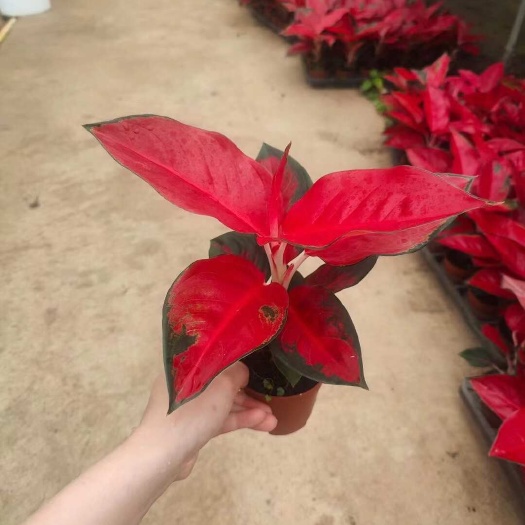 广州源头厂家大量供应室内绿植粗肋草90#东方红泰国红花卉小盆栽批