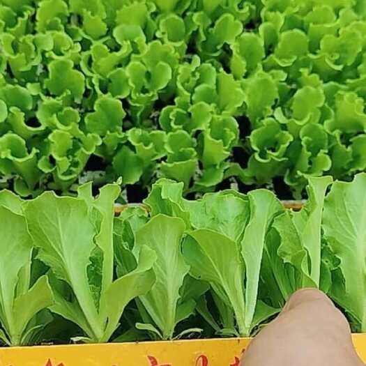荥阳市意大利生菜苗耐抽苔  生菜幼苗成活率高