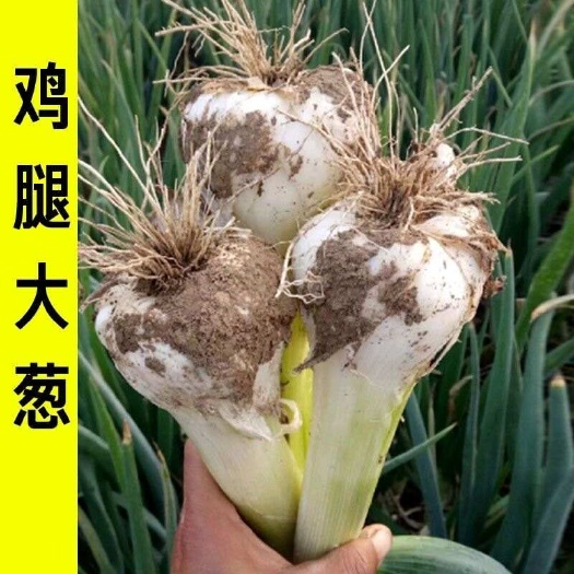 绛县山西鸡腿大葱，量大从优欢迎选购