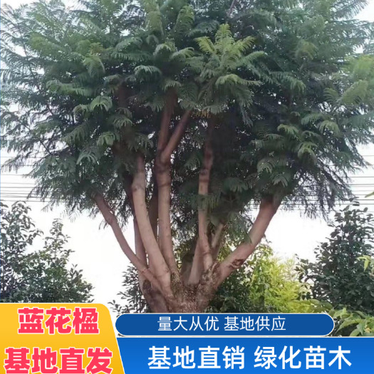 蓝花楹  米径 30公分，道路绿化，基地直发，欢迎联系看货