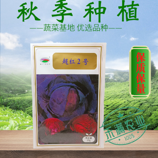 武汉紫色甘蓝种子水果甘蓝种籽甜脆爽品抗病优质可口基种用种秋季种植