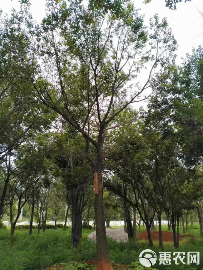 朴树树苗大树园林绿化工程苗木行道道路风景树丛生朴树