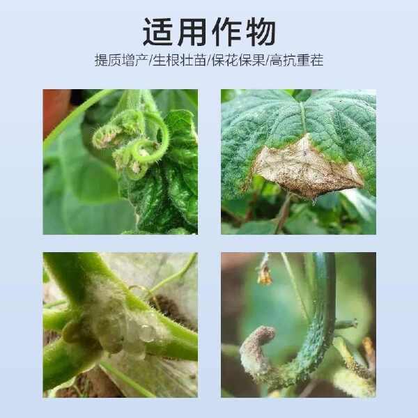 黄瓜顶花嫩直长苦瓜丝瓜顶花增瓜花打顶生根壮苗保花保果叶面肥料