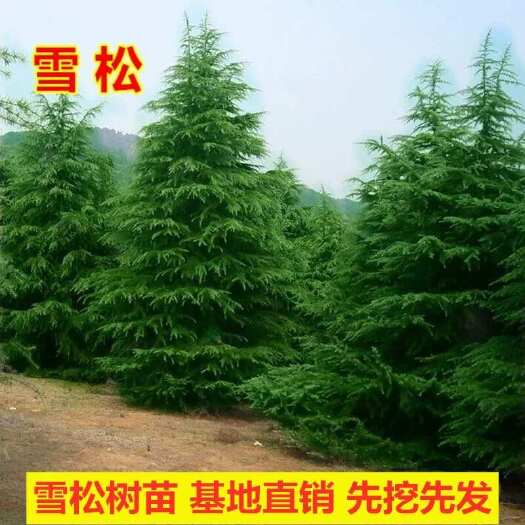 雪松雪松树苗基地直发，量大优惠，先挖先发