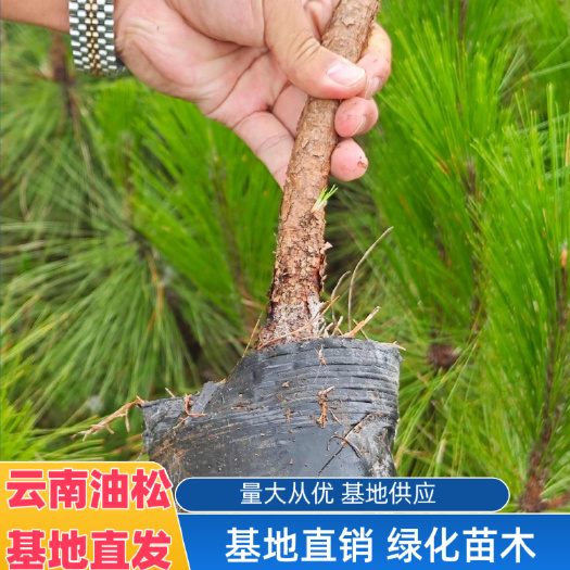石林县油松 ，云南松，绿化道路庭院耐寒基地直发，量大从优欢迎联系！