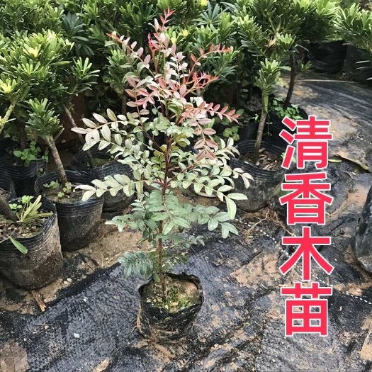 石林县清香木 云南昆明 清香木，四季常绿保土保湿，防沙固土