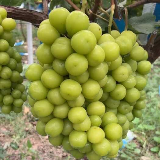 夏邑县葡萄