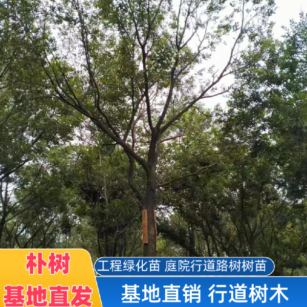 朴树树苗大树园林绿化工程苗木行道道路风景树丛生朴树