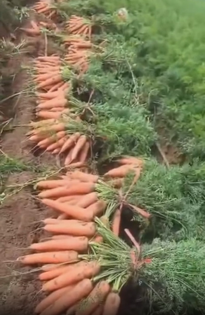 河南胡萝卜新鲜泥地现挖产地发货量大价优