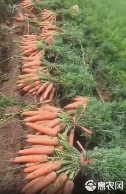 河南胡萝卜新鲜泥地现挖产地发货量大价优