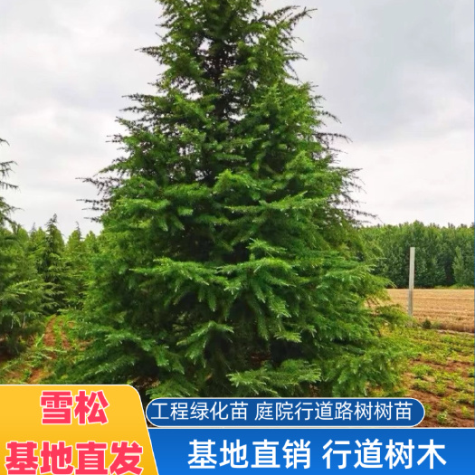 石林县云南雪松树苗 四季常青北京基地大型景观绿化行道树圣诞树雪松