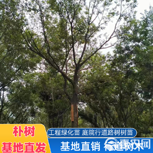 朴树树苗大树园林绿化工程苗木行道道路风景树丛生朴树