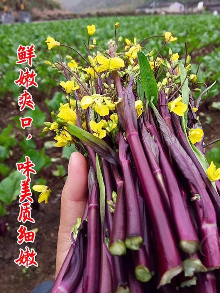 洪亮红菜苔种子 早熟耐寒 无蜡粉 苔叶小苔色亮红 抽苔快