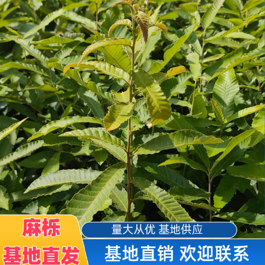 石林县麻栎苗，基地直发，欢迎联系